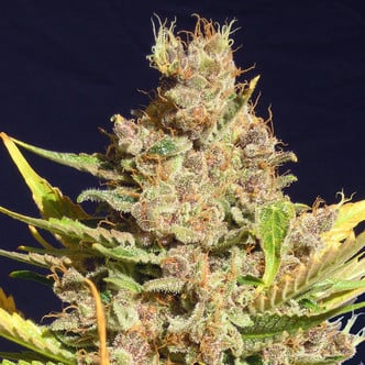 Alien Gorilla (Original Sensible Seeds) feminized