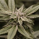 Critical Purple Kush (Dawg Star) féminisée