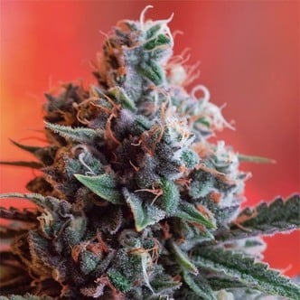 Dark Star x AK-49 (Vision Seeds) feminized