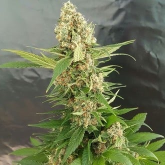 Gorilla Ice Cream (Expert Seeds) Féminisée