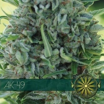 AK-49 (Vision Seeds) féminisée