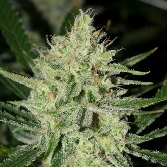 Seatown Lemon Haze (Western Cultured) feminized