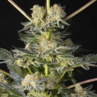 Key Lime Pie x Do-Si-Dos (Philosopher Seeds) féminisée