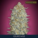 Gelato 33 (Advanced Seeds) féminisée
