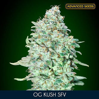 OG Kush SFV (Advanced Seeds) féminisée