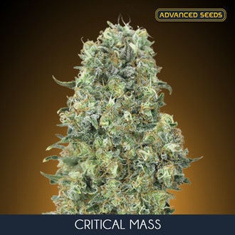 Critical Mass (Advanced Seeds) féminisée
