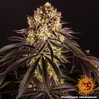 Purple Punch (Barney's Farm) féminisée