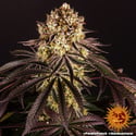 Purple Punch (Barney's Farm) féminisée