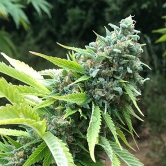 Sour Mango (Earth Witch Seeds) regular