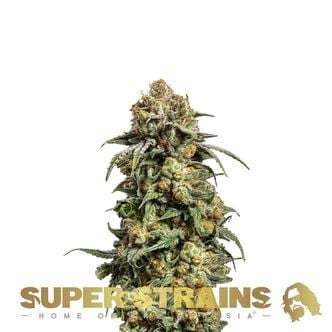 Cookies Krush (Super Strains) féminisée