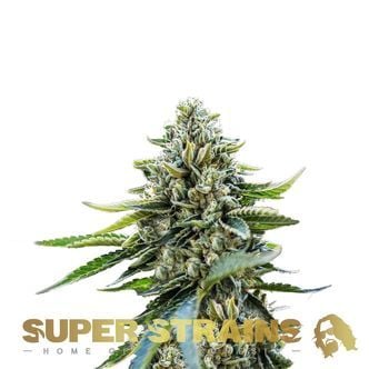 Eden (Super Strains) féminisée