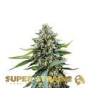 Eden (Super Strains) féminisée
