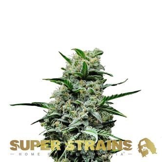 Mexican Candy (Super Strains) féminisée