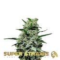 Mexican Candy (Super Strains) féminisée