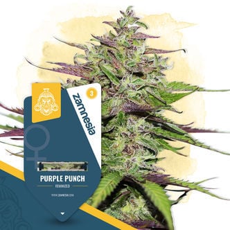 Purple Punch (Zamnesia Seeds) féminisée