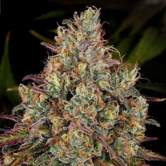 Purple Punch (Zamnesia Seeds) féminisée