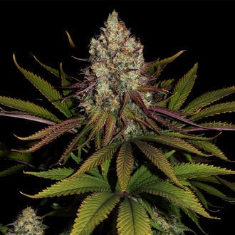 Purple Punch (Zamnesia Seeds) féminisée
