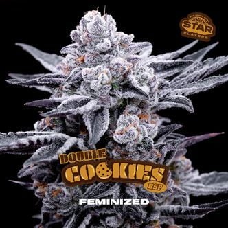 Double Cookies (BSF Seeds) féminisée