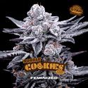Double Cookies (BSF Seeds) féminisée
