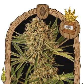 Herz OG (Exotic Seed) Feminized