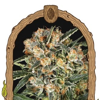 Hippie Therapy CBD (Exotic Seed) féminisée