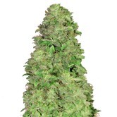 CBD Auto 20:1 (FastBuds) féminisée