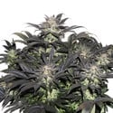 Lava Freeze (Super Sativa Seed Club) féminisée