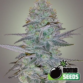 Cosmic Bomb Auto (Bomb Seeds) féminisée