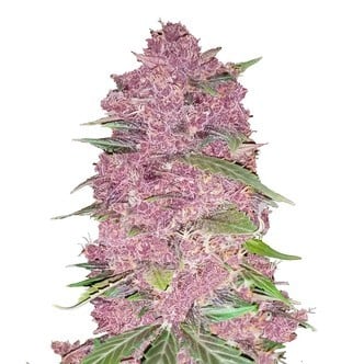 Purple Lemonade Auto (FastBuds) féminisée