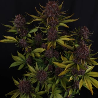 Purple Lemonade Auto (FastBuds) féminisée