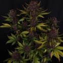 Purple Lemonade Auto (FastBuds) féminisée