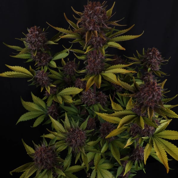 Purple Lemonade Auto (FastBuds) féminisée