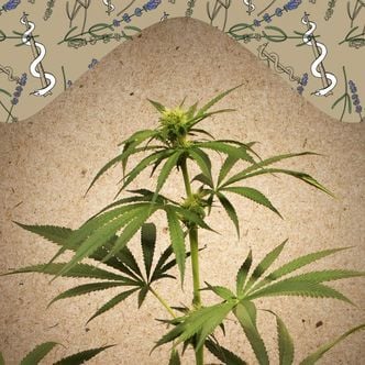 CBD Terra Italia (Female Seeds) féminisée