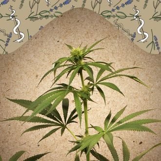 CBD Terra Italia (Female Seeds) féminisée