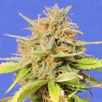 Girl Scout Cookies Auto (Original Sensible Seeds) feminized