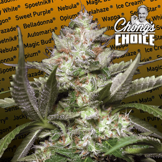 Auto Kong 4 (Paradise Seeds) féminisée