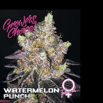Watermelon Punch (Growers Choice) féminisée