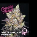 Watermelon Punch (Growers Choice) féminisée
