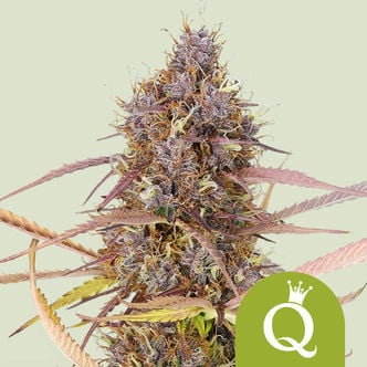 Purple Queen Automatic (Royal Queen Seeds) féminisée