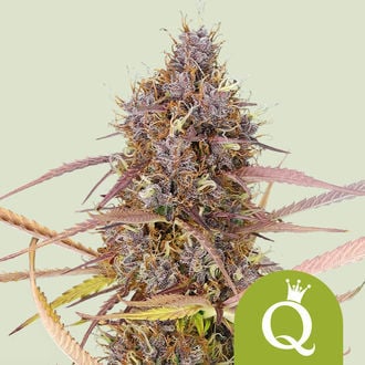 Purple Queen Automatic (Royal Queen Seeds) féminisée