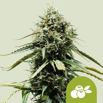 Haze Berry Automatic (Royal Queen Seeds) féminisée