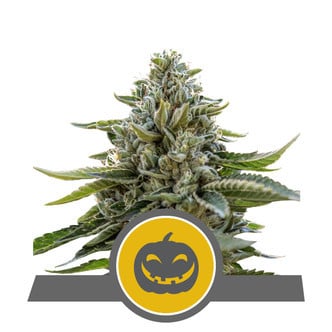 Pumpkin Kush (Royal Queen Seeds) régulière