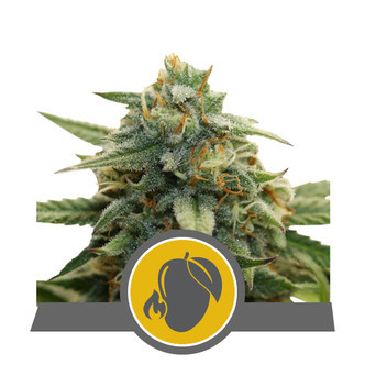 Mango Crunch (Royal Queen Seeds) régulière