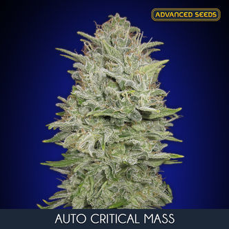 Auto Critical Mass (Advanced Seeds) féminisée