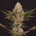 Black ZZ (Exotic Seed x Zamnesia) féminisée