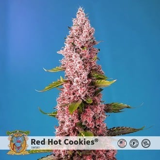 Red Hot Cookies (Sweet Seeds) Féminisée