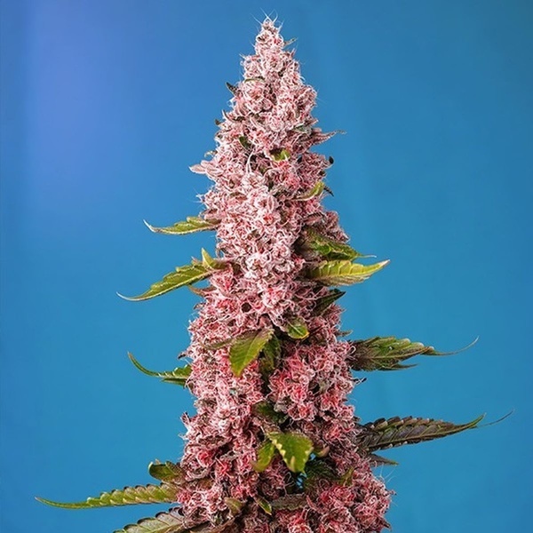 Red Hot Muffin (Sweet Seeds) Féminisée