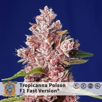 Tropicanna Poison - F1 Fast Version (Sweet Seeds) Féminisée