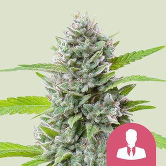 El Patron (Royal Queen Seeds) féminisée