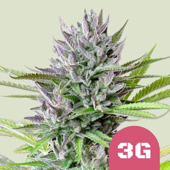 Triple G (Royal Queen Seeds) féminisée